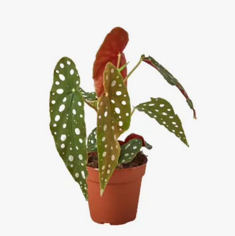 Begonia Maculata 4-Inch Pot