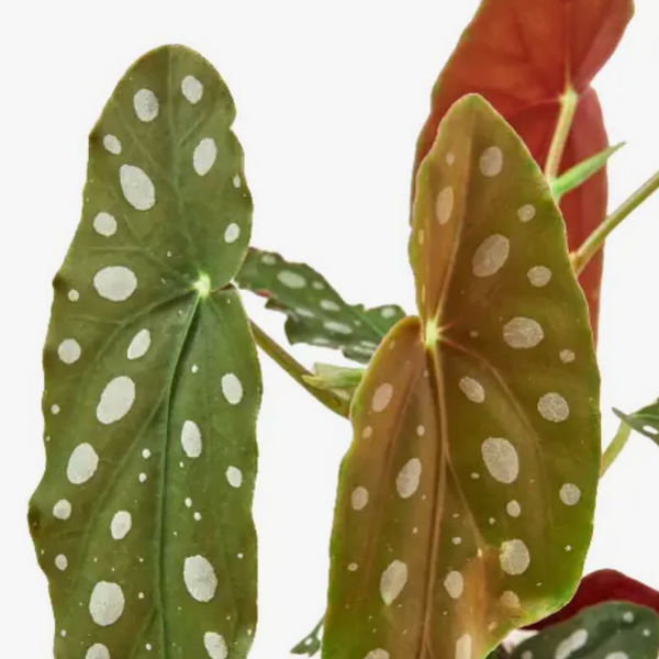 Begonia Maculata 4-Inch Pot