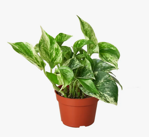 Pothos Marble Queen 4-Inch Pot