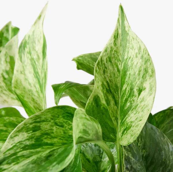 Pothos Marble Queen 4-Inch Pot