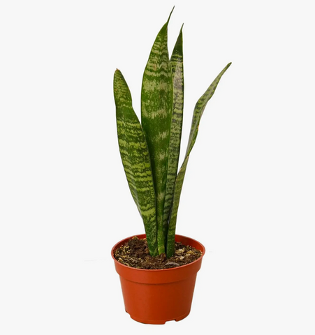 Snake Plant 3-Inch Pot