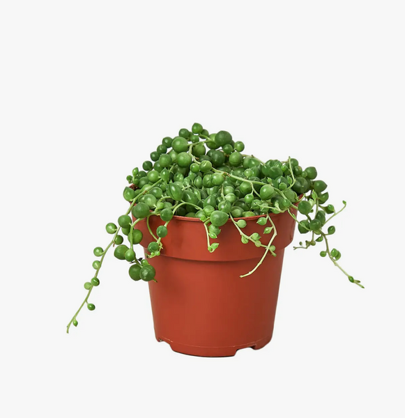 String of Pearls 4-Inch Pot