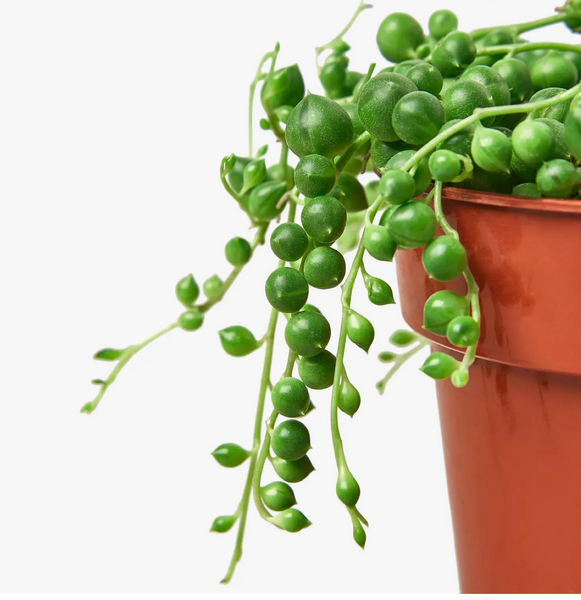String of Pearls 4-Inch Pot