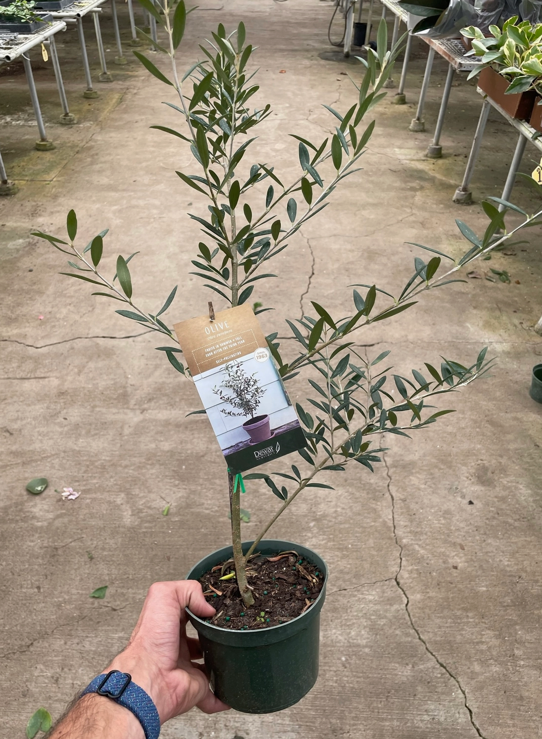 Common Olive Tree 6-Inch Pot