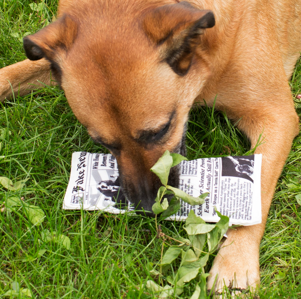 Doggy Fake News Toy