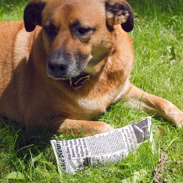 Doggy Fake News Toy